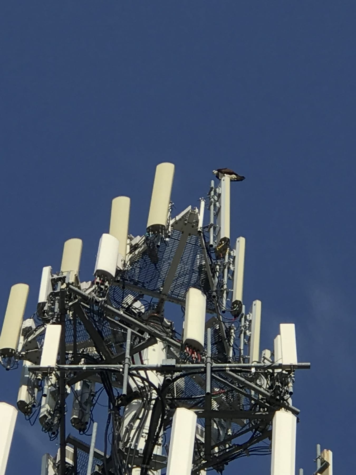 Line and antenna work on a wireless telecommunications tower